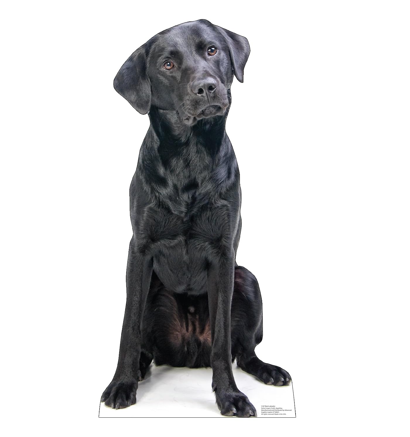 Cardboard People Black Labrador Life Size Cardboard Cutout Standup - Made in USA