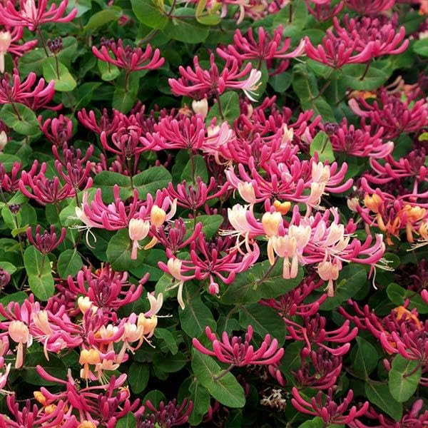 Brighter Blooms Peaches and Cream Honeysuckle Vine