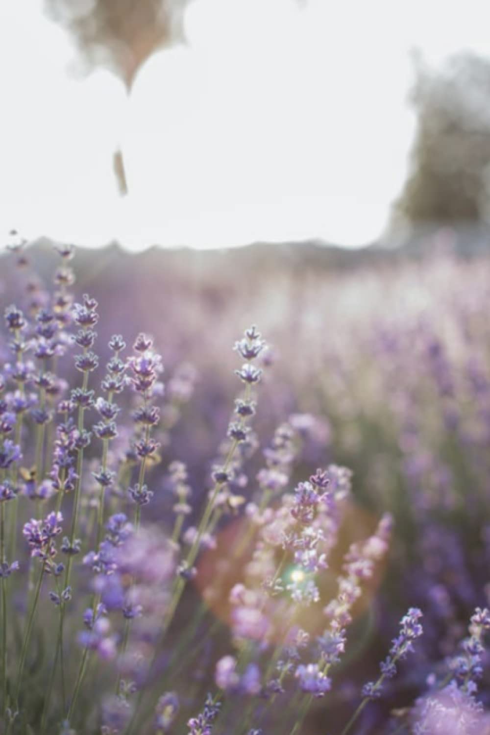 Lavender Field Journal, Lavender Flower Journal, Notebook, Diary, 120 Lined Pages