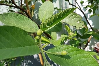 Wild Guava Leaf Tea 1.5gX36-Teabags - 1.9oz