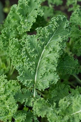 Miniatura 4 de Semillas blancas de col rizada rusa para plantar, más de 1000 semillas de reliquia por paquete, semillas de jardín de Isla (semillas de jardín de