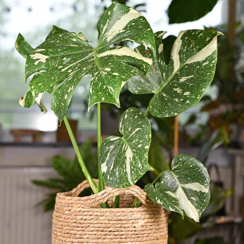 Monstera Plant Live, Monstera Live, House Plant Monstera 3 Inc Tall Bareroot, Live House Plant, Indoor Live Plant