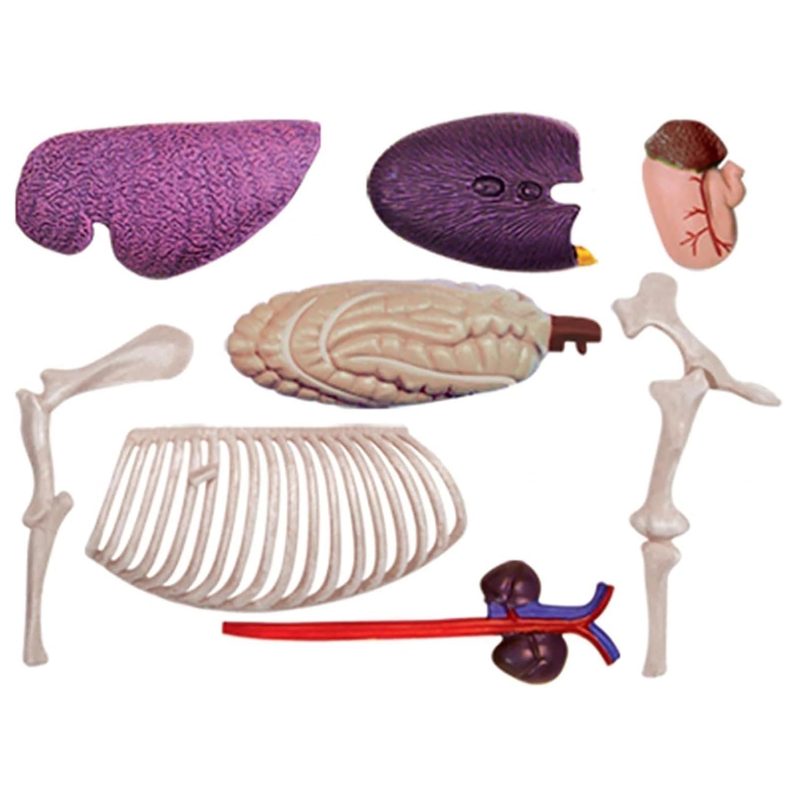 Modelo de Anatomía de Caballo Desmontable 4D, Modelo de Esqueleto de Animal Desarmable de 26 Partes para Enseñanza y Entrenamiento en Clínica Veterinaria