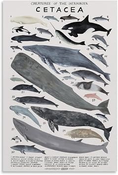Cetacea Poster Creatures of The Infraorder Whale Knowledge Canvas Wall Art Aesthetic Decorative Painting Living Room Restaurants, Pool Halls And Classroomstyle 12x18inch30x45cm