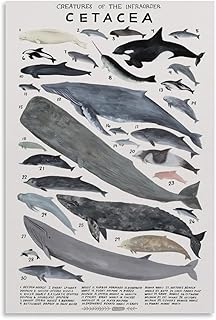 Cetacea Poster Creatures of The Infraorder Whale Knowledge Canvas Wall Art Aesthetic Decorative Painting Living Room Restaurants, Pool Halls And Classroomstyle 12x18inch(30x45cm)