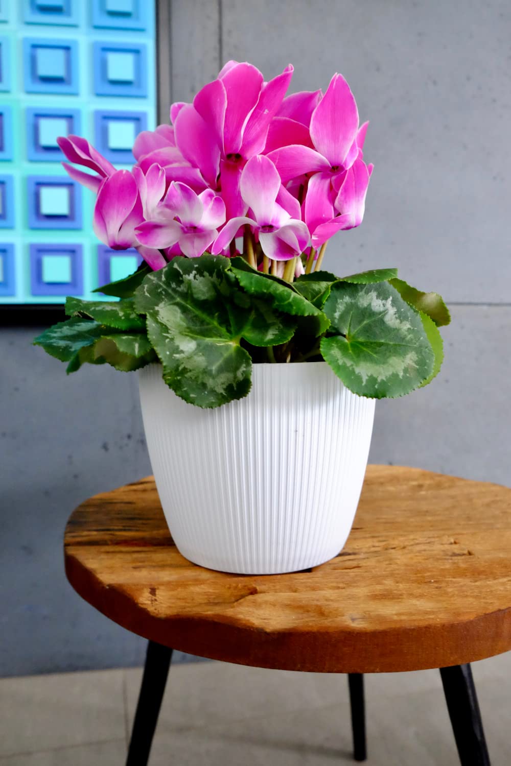 Lamela - Vaso per fiori per erbe aromatiche, Magnolia Jumper | Supporto per davanzale da balcone giardino | Organizer box decor | Mix Match! Play! ( 110 mm H 84 mm, Beige
