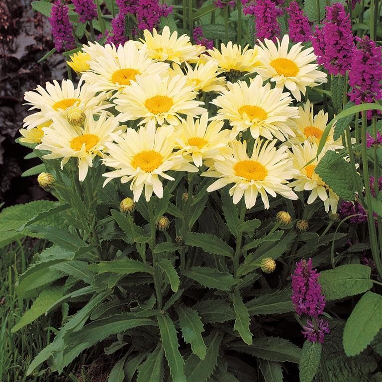 Leucanthemum 'Banana Cream' – Large Yellow Shasta Daisy, Hardy Perennial with Long-Lasting Blooms – By Park Farm Plants (3 x 9cm pots)
