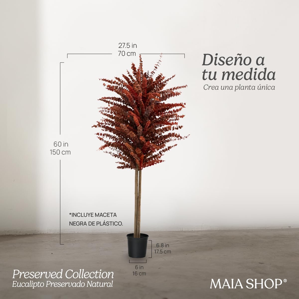 Maia Shop Eucalipto Preservado - Eucalipto Natural, Árbol Eucalipto Preservado Naranja Baby 150 cm con Hojas Secas, Decoración Hogar, Plantas Naturales Interior