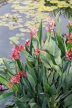 Red Canna - Months of Flowers for Ponds!