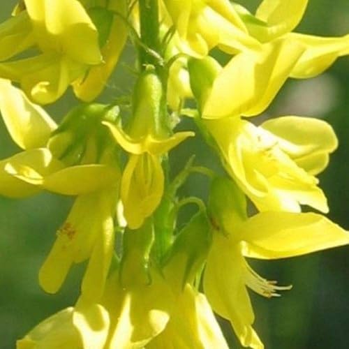 Miniatura 4 de Semillas de trébol dulce amarillo (Melilotus officinalis) Más de 100 semillas de piario en cápsulas de semillas congeladas para el jardinero y