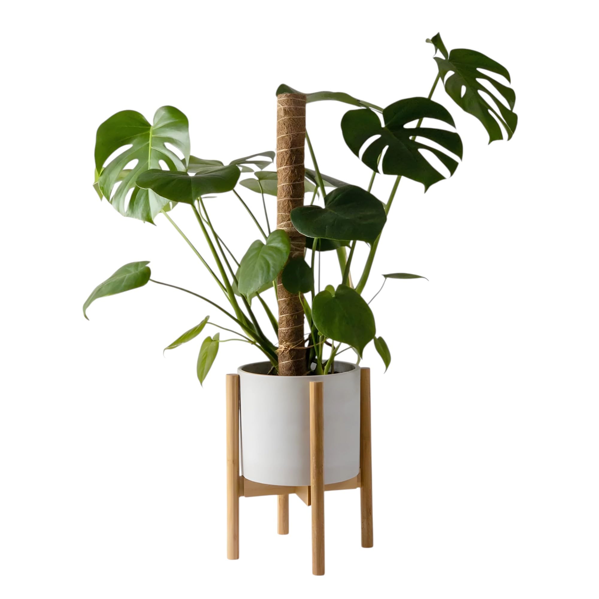 Smart Garden Coir Moss Stick/Coco Pole for Climbing Indoor & Outdoor Plants | Green Grass Pole for HOUSING Plants, Creeper Support | Moss Stick - (1 Feet, Pack of 4)-image-44
