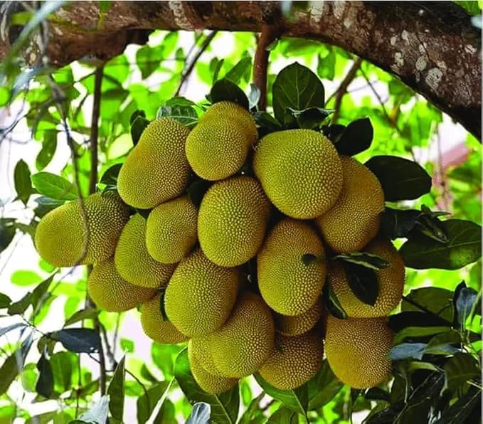 Image of Live Jackfruit Plant | Hybrid Grafted Variety | Healthy Fruit Plant for Home Garden, Farm & Outdoor Plantation