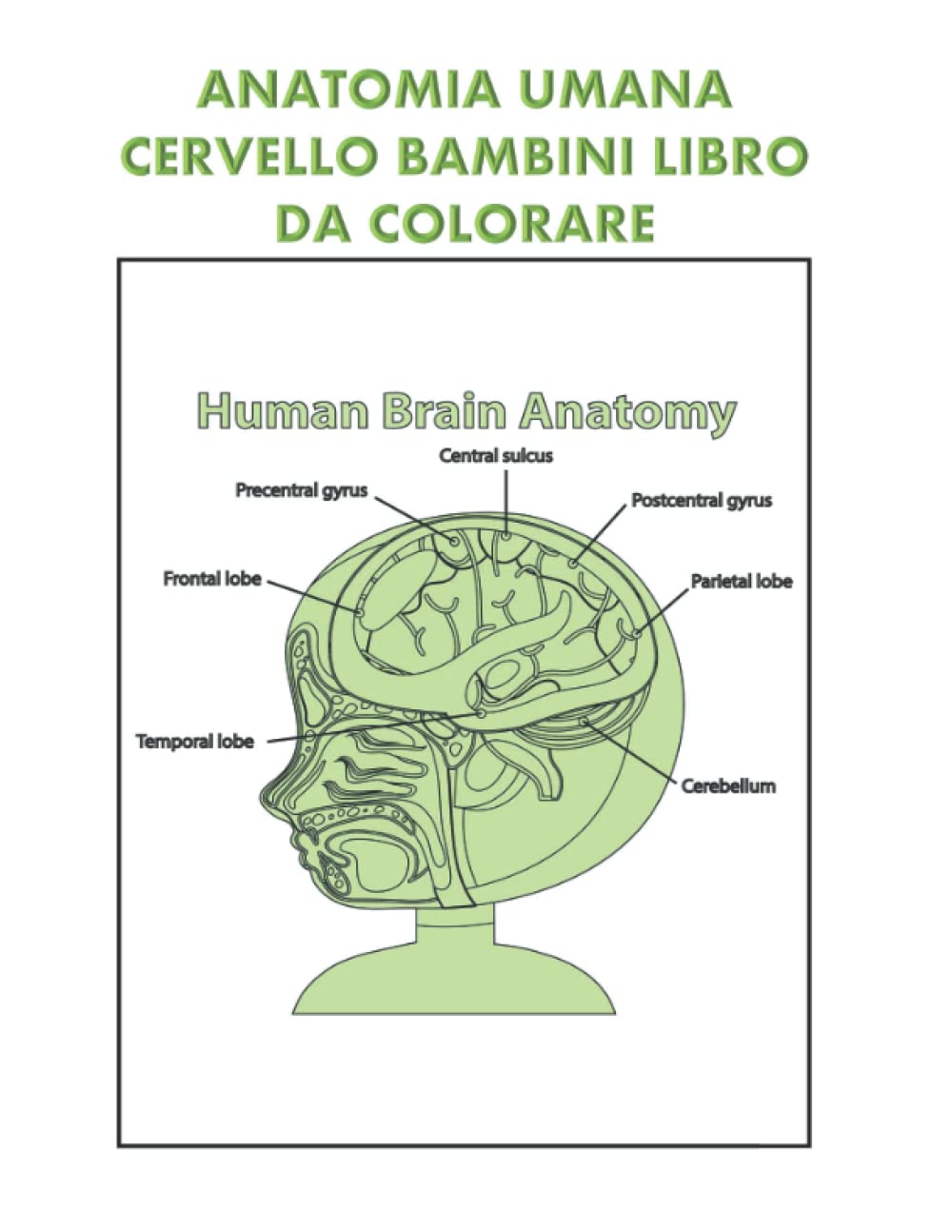 Modello Di Cervello Umano Rimovibile In PVC Per Bambini - Studio Anatomia E Neuroscienze - 5