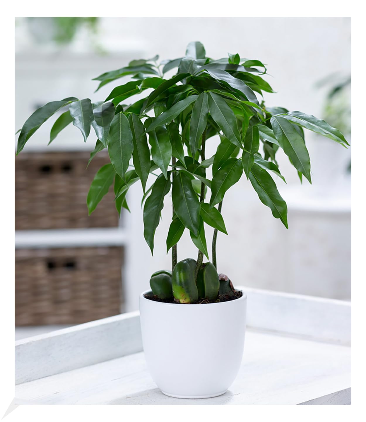 BALDUR Garten Castanos, 1 Pflanze, Castanospermum australe Australische  Kastanie Bohnenpflanze Zimmerpflanze, Grnpflanze, mehrjhrig - frostfrei  halten : Amazon.de: Garten