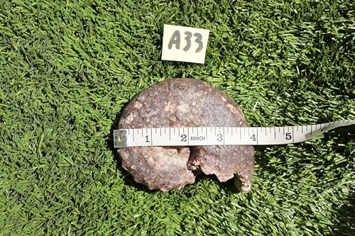 Image of Ammonite Mammites Nodosoides Ammonite Fossil Rare Ammonite Fossil Natural Fossil from Morocco A33