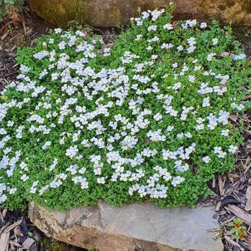 Blaukissen, Aubrieta cultorum, alte sorten kaufen steingartenpflanzen...