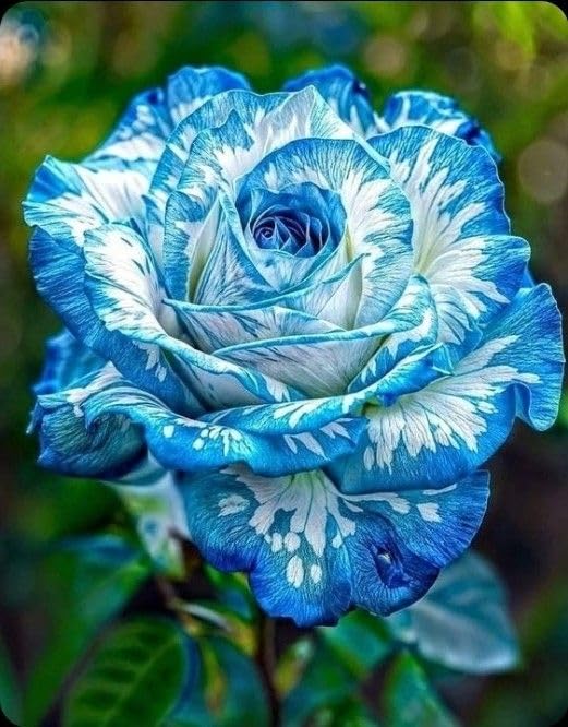 Rare Rose Plant - Hardy Perennial Rose Shrub - Richly Fragrant - Suitable for Potted and Ground Planting - Beautiful Garden Landscaping/that Grow Fast/Golden Jade Carving-3 Root-G