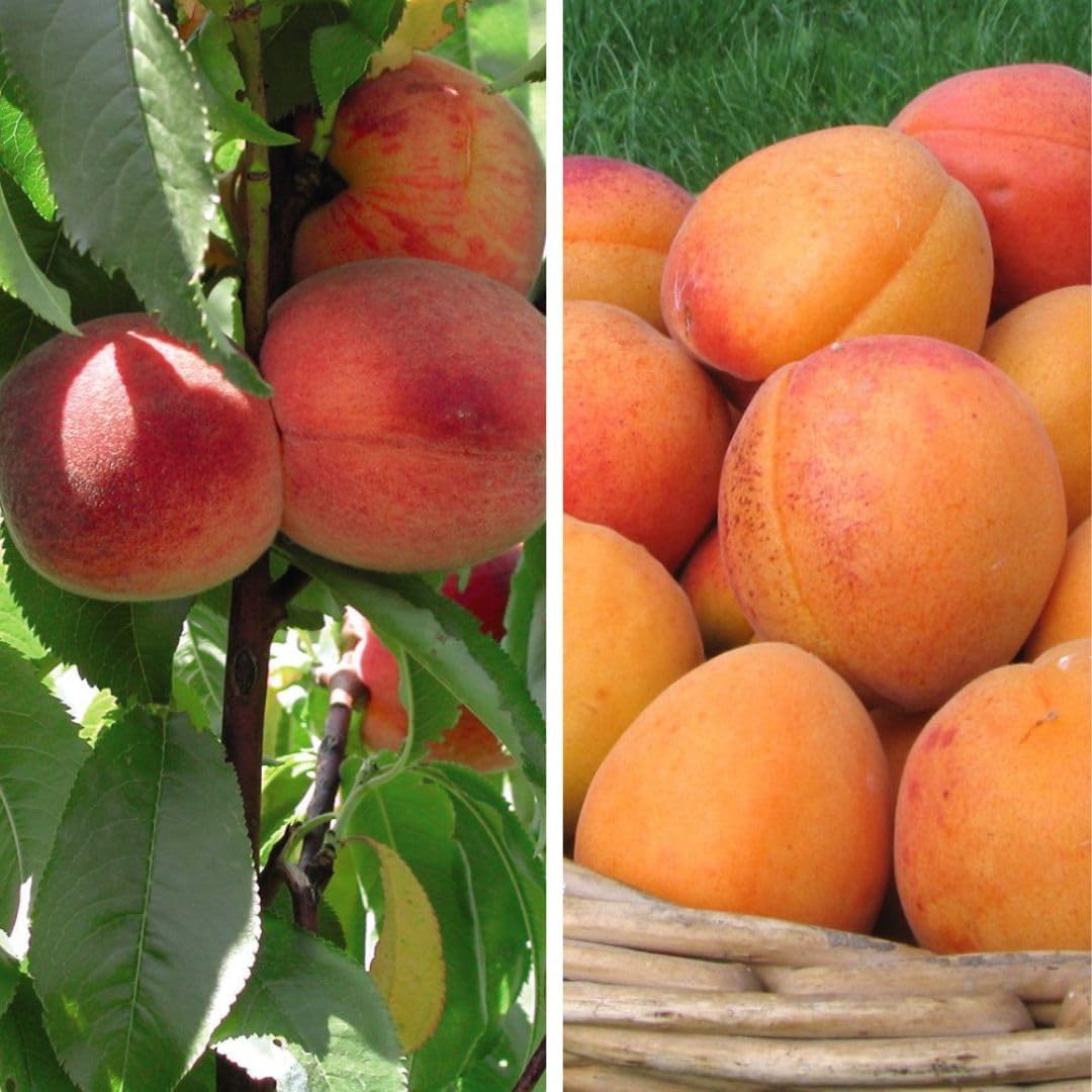 Stone Fruit Collection: Apricot 'Flavourcot' and Peach 'Avalon Pride' - Hardy, Self-Fertile Trees for UK Gardens - Ideal for Walls and Fences - 2X Feathered Maiden Trees by Thompson and Morgan