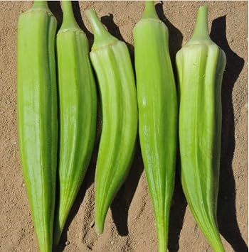 Okra  Clemson Spineless  Seeds   Classic Heat Loving Variety with Tender Green Pods, High Yield & Fast Growing, Pack of 90 Premium Seeds for UK Greenhouses & Gardens