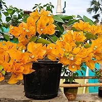 Vista 4 de 2 plantas de buganvillas amarillas vivas, enredaderas con flores de buganvillas arrastradas, buganvillas bien arraigadas de 4 a 7 pulgadas