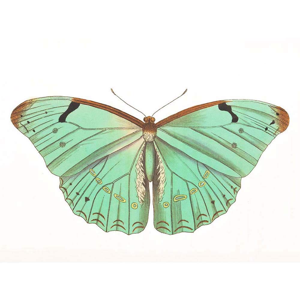 Wee Blue Coo Butterfly Turquoise Art Print Poster Wall Decor 12X16 Inch
