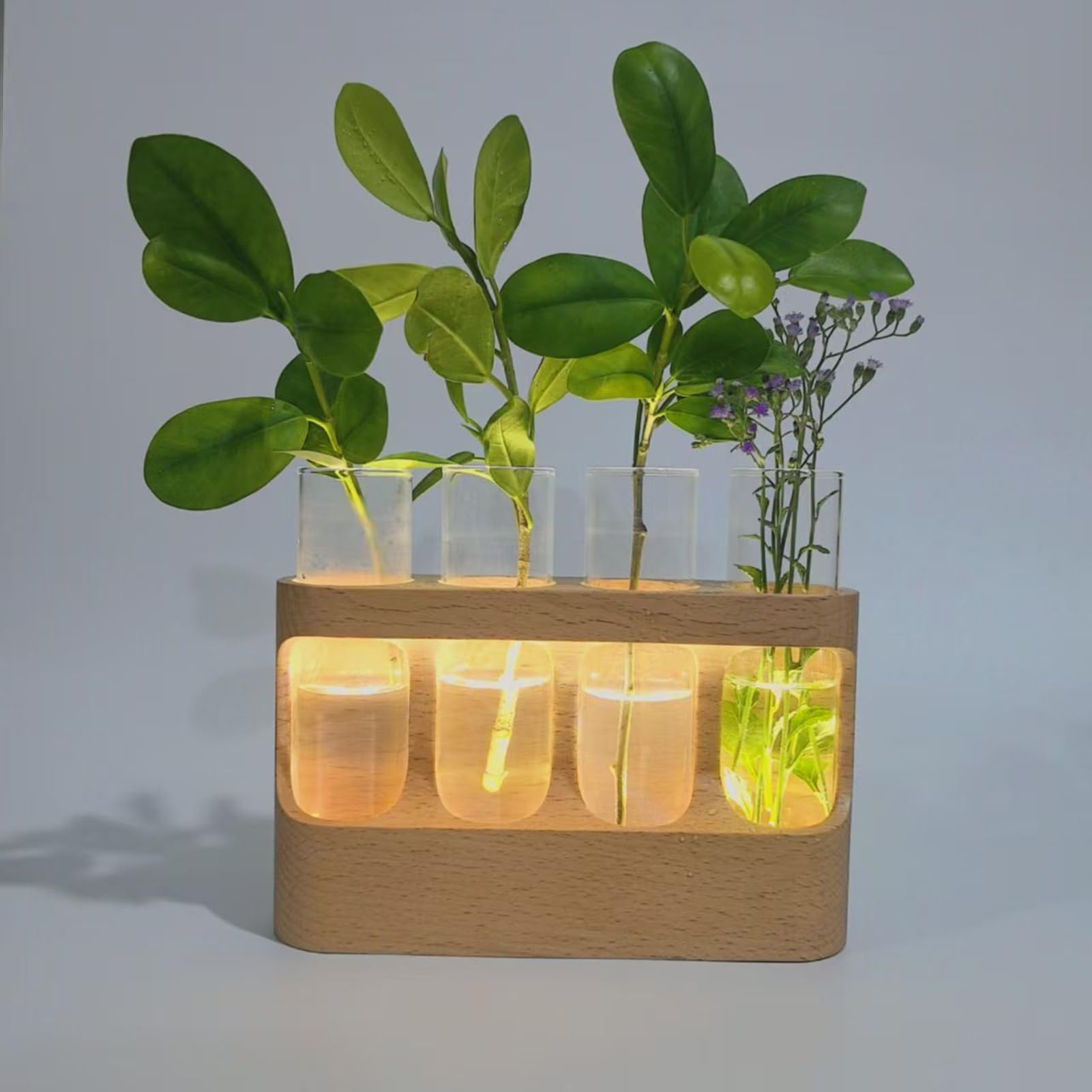 Vase De Propagation Terrarium avec Éclairage LED Réglable