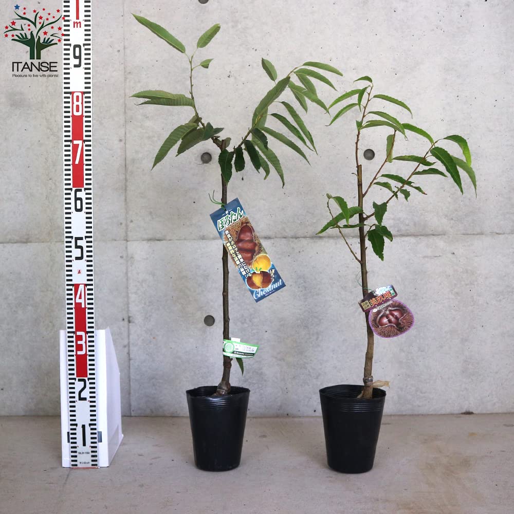 Amazon.co.jp: 栗の苗 ぽろたん・美玖里(みくり) 受粉樹2本セット 4～5