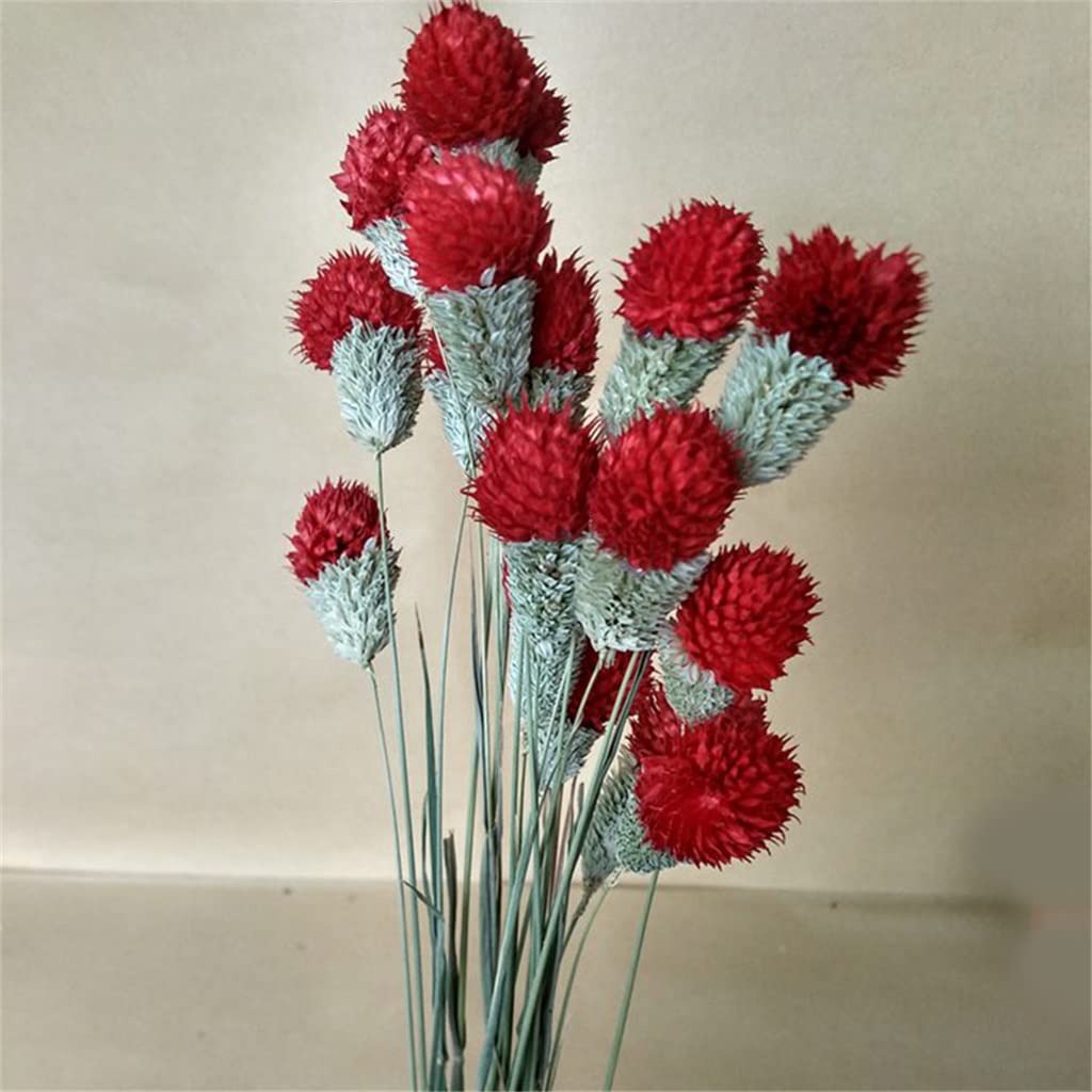 Bouquets De Mariage Faits À La Main, Tenant Des Fleurs, shoupenghua 10pcs Fleur Sèche Nature Vraies Fleurs De Baies Sèches Affichage Floral Plante D'herbe De Lapin for Bouquet De Mariage (Color : C, S