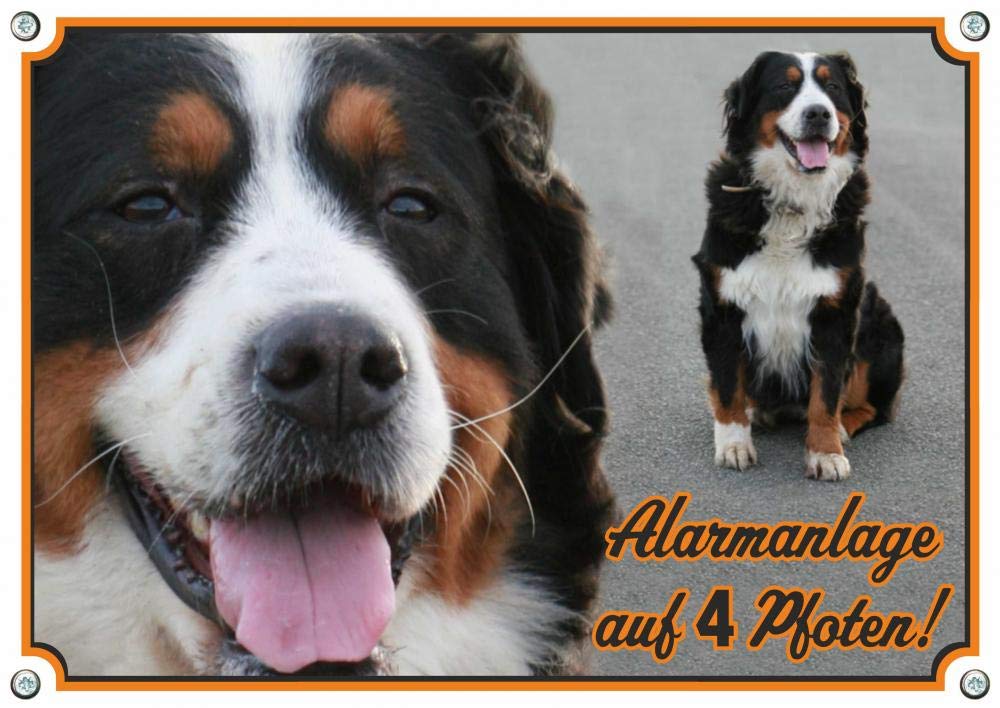 Tierwarnschild Berner Sennenhund – 20 X 12 Cm, Aus Kunststoff, Für Innen & Außen, Mit Klebestreifen