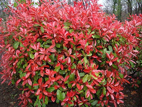 Portal Cool Photinia Little Red Robin Piante Foglie Rosse Hardy Arbusti Acquista 3 Get Free P & P