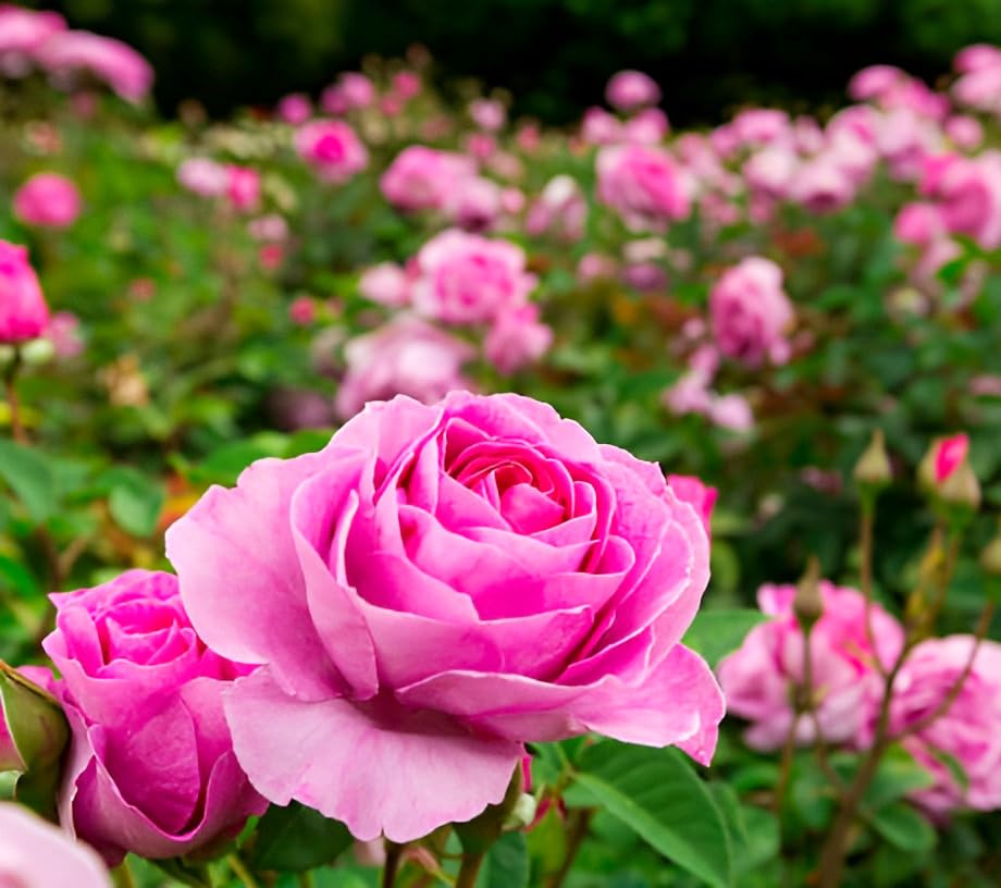 Image of Beautiful Home Garden Climbing Pink Rose Flower Tree Plant For Home Garden Outdoor Indoor Plant Natural and Organic (Without Pot)