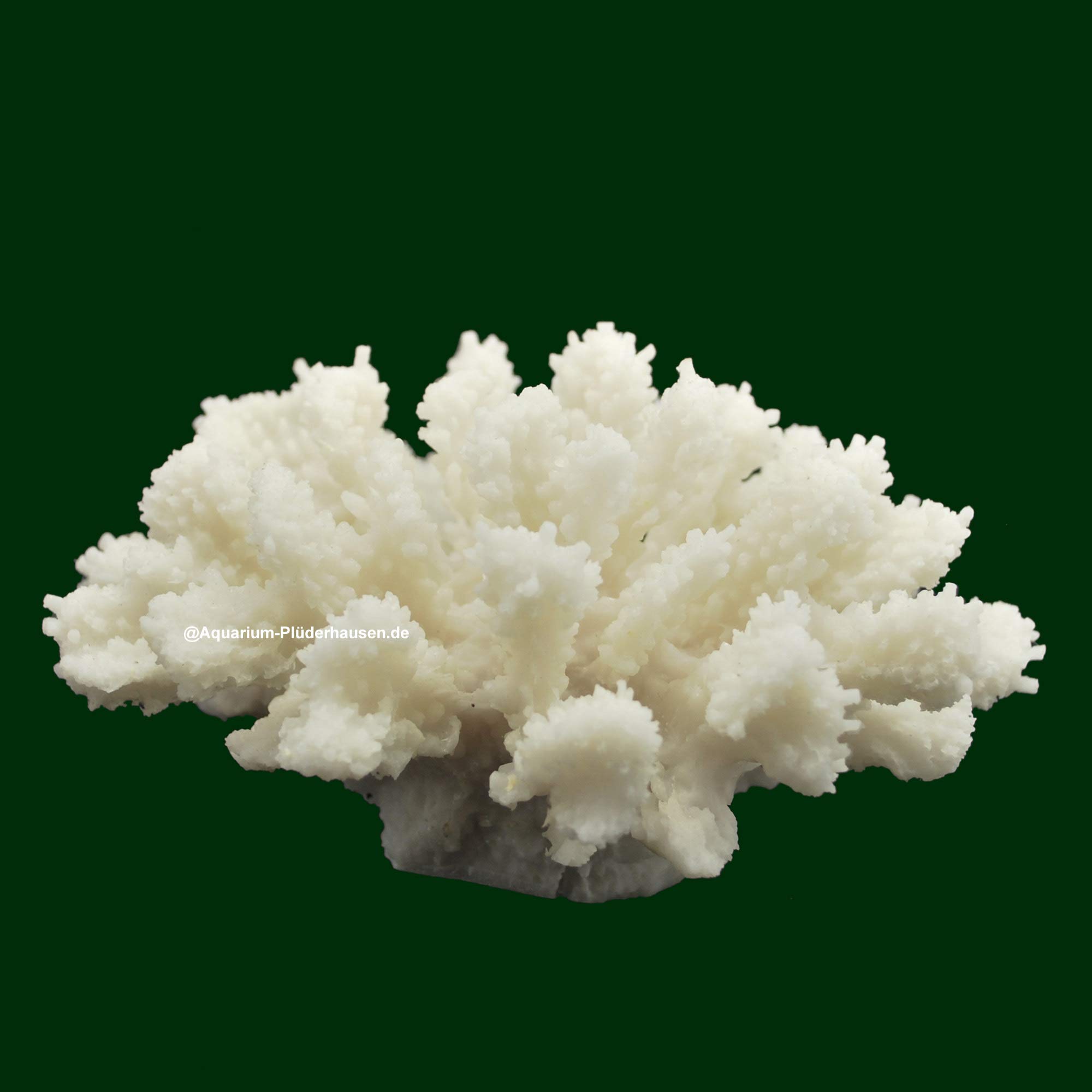 Steinkoralle,15 x16 x8 cm, SPS, Aquarium Meerwasser Korallen, Blumenkohl