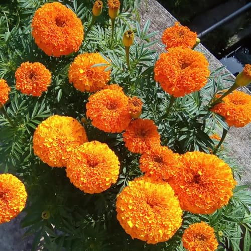 Semi di calendula, da giardino roccioso resistenti semi di decorazione floreale semi di per luoghi soleggiati 1000pcs