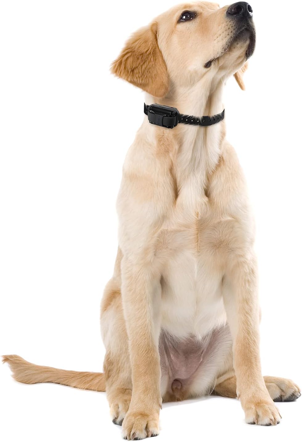 Educator Contact Points Remote Dog Training Collars, Stainless Steel, Long 3/4-Inch (Pack of 2)
