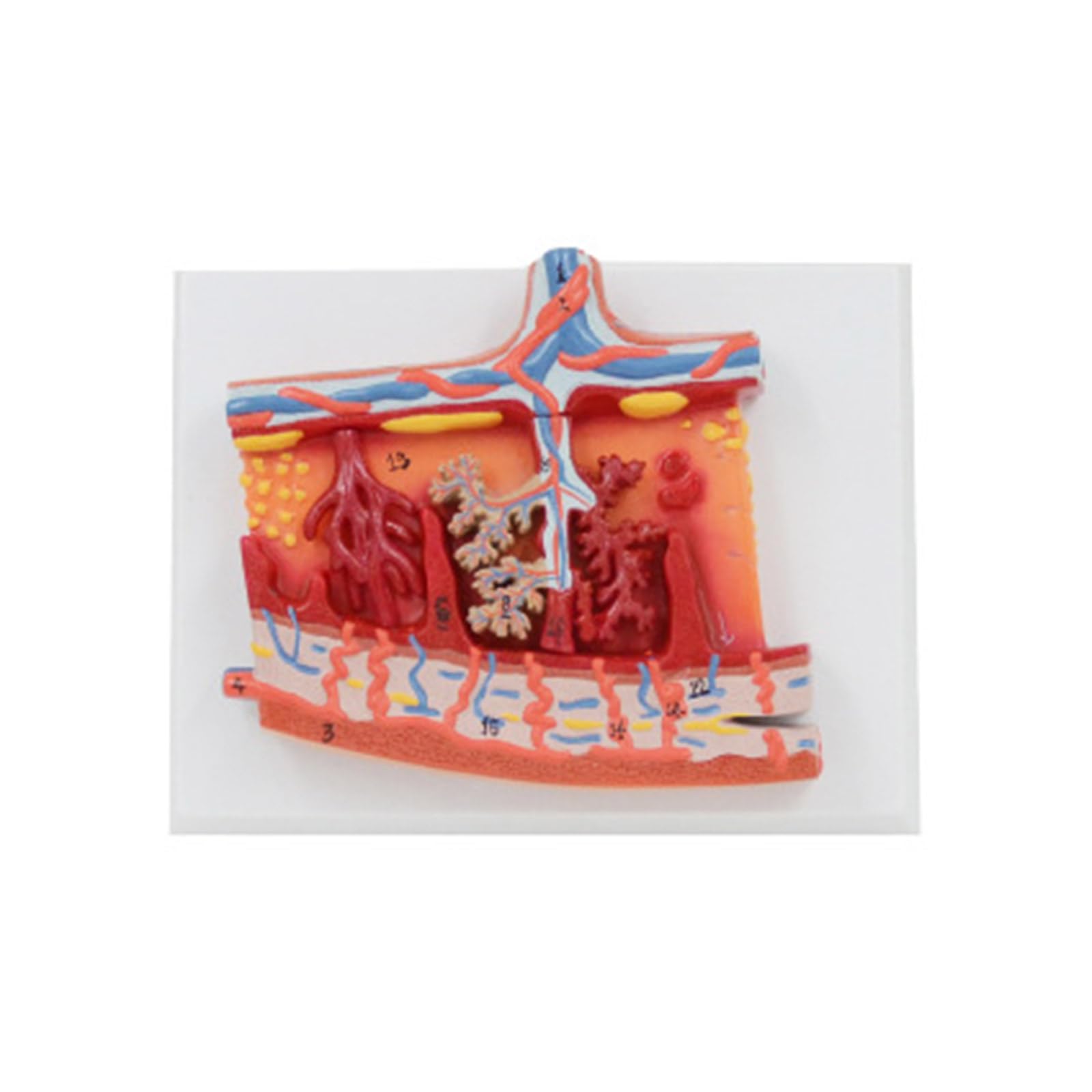 Xiaoxu Modèle Anatomique du Placenta pour l'étude des Maladies, Anatomie du Placenta Humain, Outil visuel pédagogique médical pour la Structure des Organes