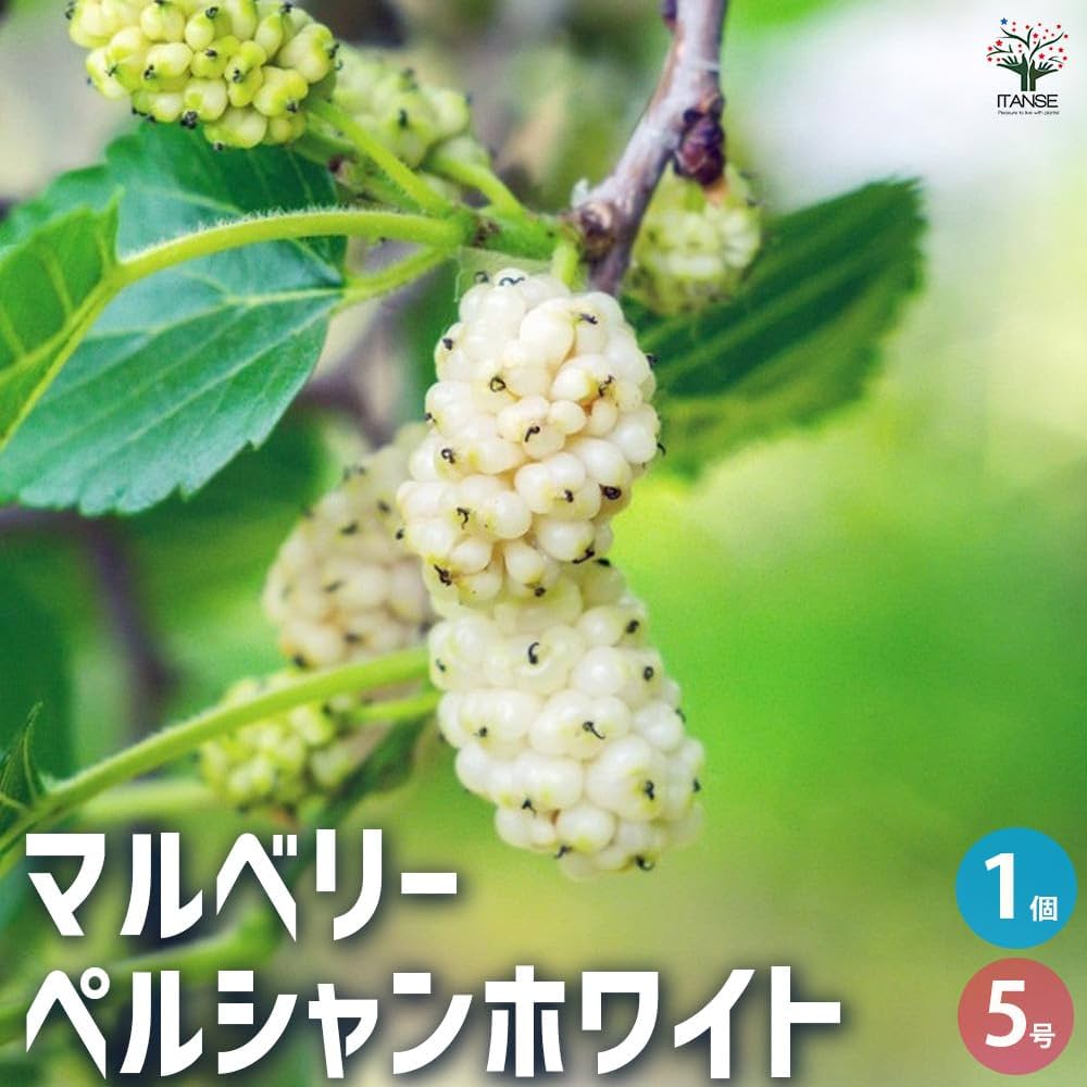 Amazon.co.jp: ITANSE マルベリー(桑の木) 品種:ペルシャン Amazon.co.jp: ITANSE マルベリー(桑の木) 品種:ペルシャン