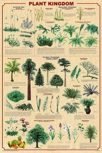 Cartel laminado del reino de las plantas 24x36 con nuevas clasificaciones v2