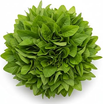 Green Chinese Spinach Seeds for Planting 500+ Seeds Fast-Growing, Nutritious Leaves for Salads, Cooking, and Stir-Fries Easy to Grow - Yin Cho or Callaloo