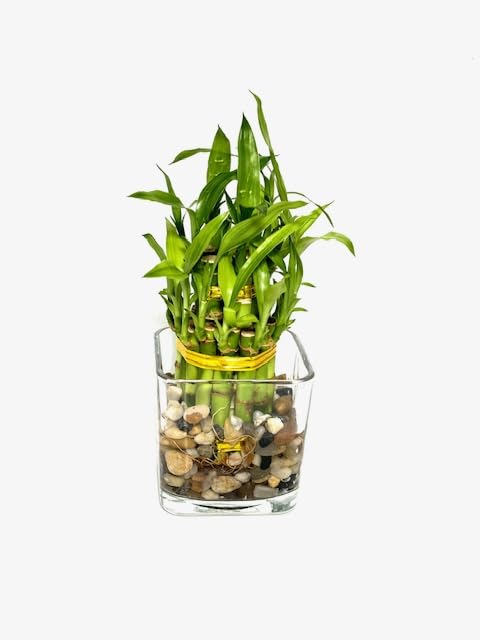 Amazon.com: Two Tier Lucky Bamboo Indoor Live Plant in Glass Square Vase  with Multi-Colored River Rocks, Live Lucky Bamboo, Feng Shui Plant,  Dracaena Sanderiana, Bamboo Arrangement : Grocery & Gourmet Food