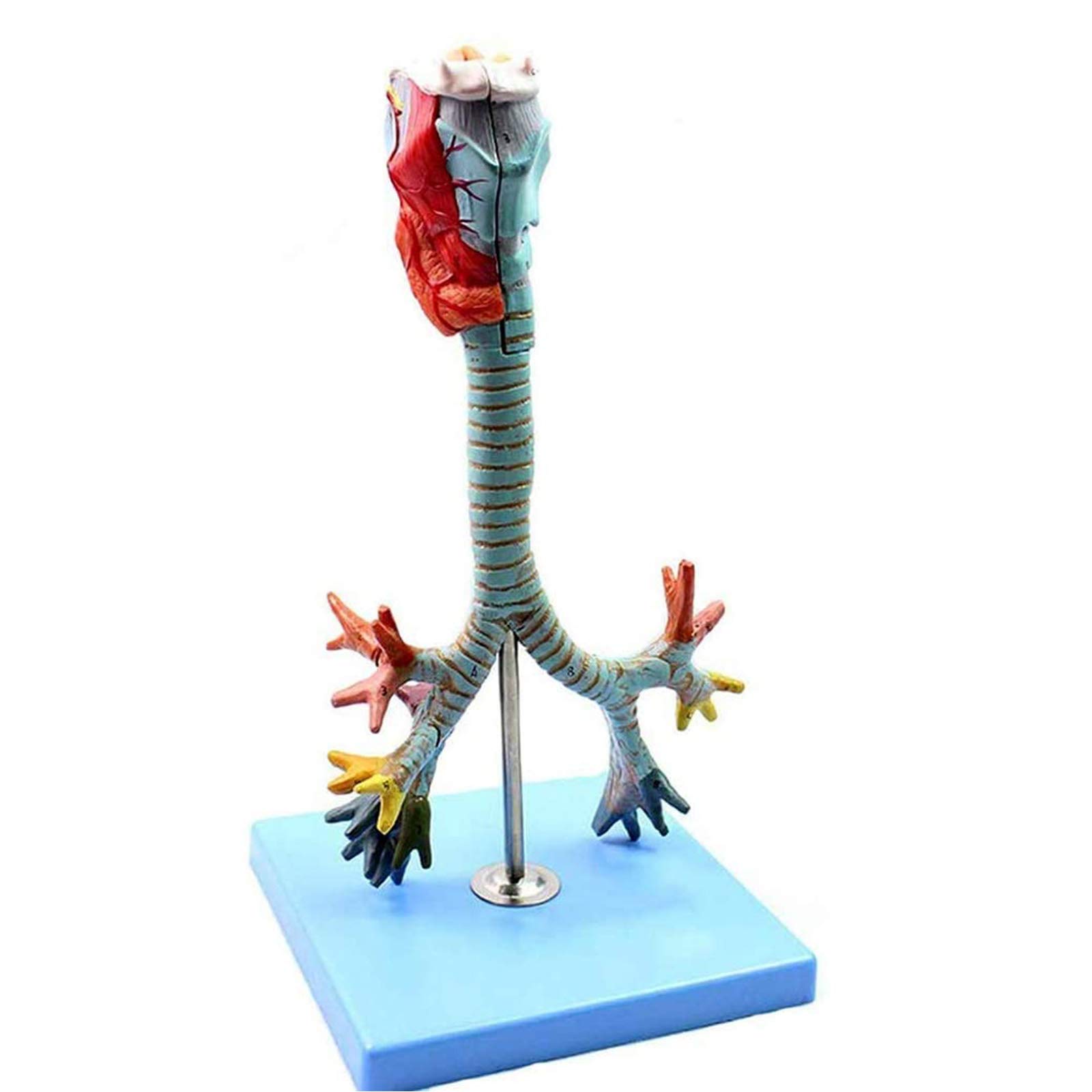 Anatomiemodelle, Anatomisches Kehlkopfmodell, Demonstration der Lungenbronchoskopie