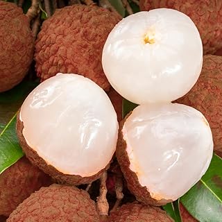 冷凍フルーツ ライチ 【黒葉種】 1㎏ (500g×2袋)栄養価の高い 甘みと香りの際立つフルーツ/砂糖不使用 添加物不使用 業務用 冷凍 スムージー かき氷 トロピカルフルーツ 冷凍ライチ