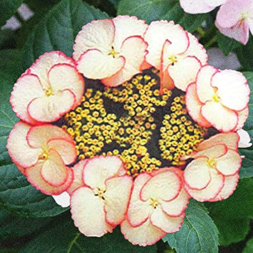Lacecap Hydrangea macrophylla Sandra | Deciduous Potted Garden Shrub for Sale (20-30cm Incl. Pot)