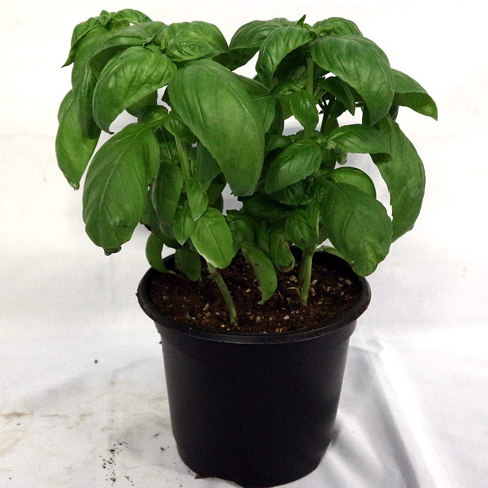 Amazon.co.jp: ITANSE Sweet Basil, 7.1 inches (18 cm) Hard Pot