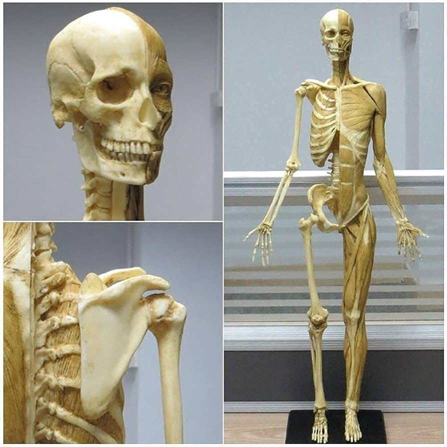 Amazon.com: HZHXIFUF Skeleton Model Female Anatomy Figure