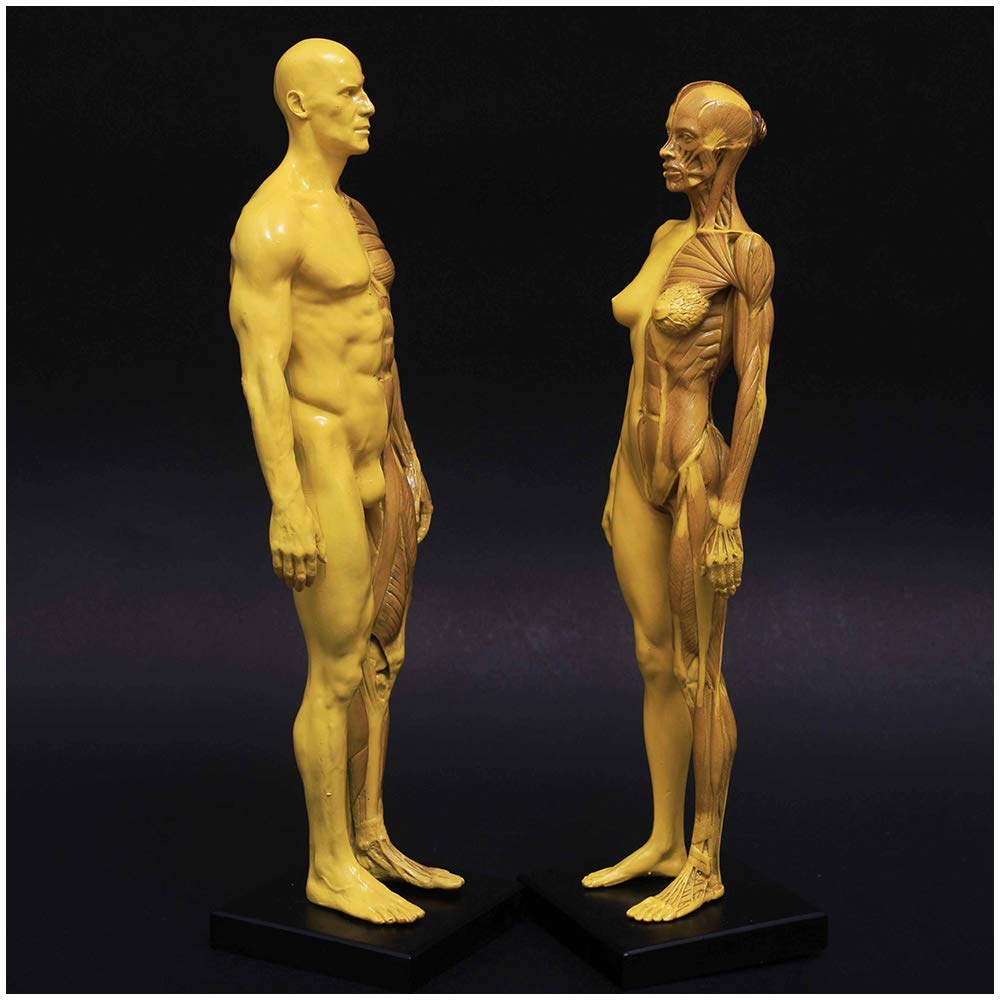 Modelo anatomía Figura anatomía Humana - Esqueleto músculo Humano 11 Pulgadas Figura anatomía Humana Figuras Dibujo maniquí - Modelo Hueso músculo Humano, Modelo Esqueleto para Estudio y enseñanza