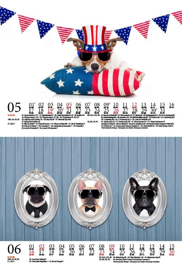 Tierzauber Funny Dogs DIN A5 Wall Calendar for 2024 Dogs Puppies Seelenzauber, multicoloured - Image 4