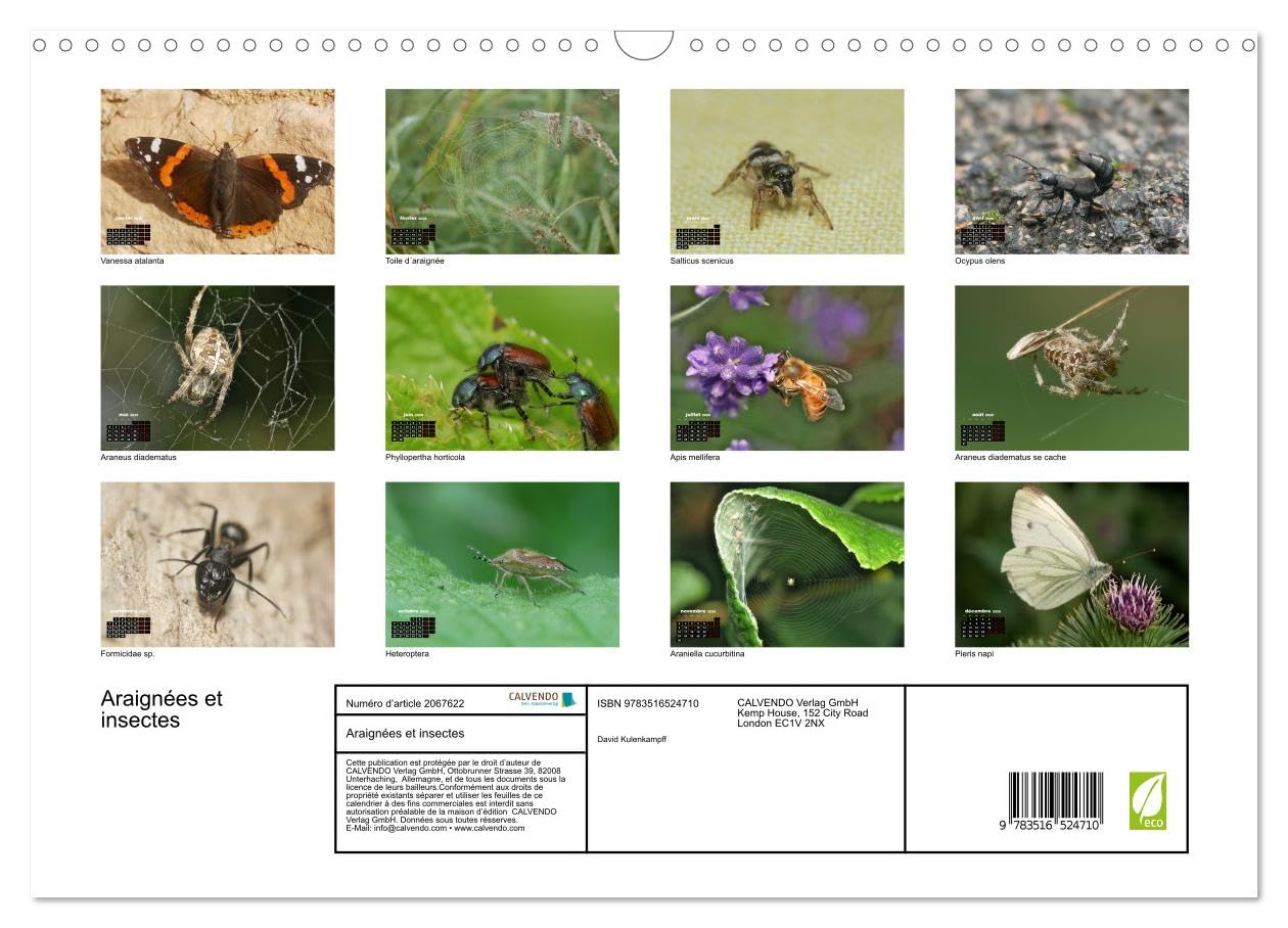 Araignées et insectes (Calendrier mural 2026 DIN A3 vertical), CALVENDO calendrier mensuel: Un calendrier sur les araignées et les insectes qui nous entourent.