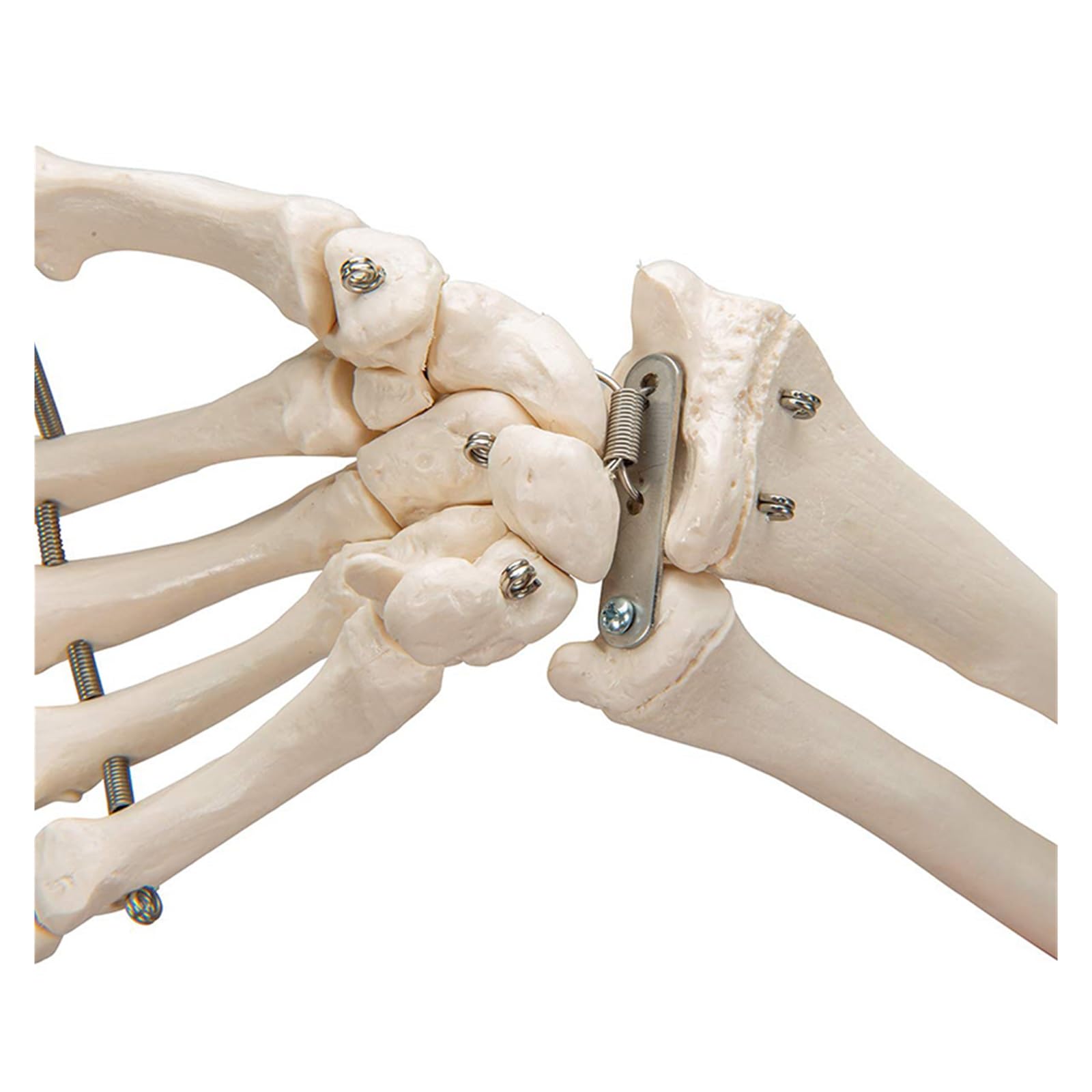 1pc Simulation Kunst medizinische Hand Knochen mit Ulna und Radius Modell Unterarm Knochen