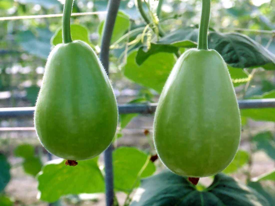 Golden Hills Farm (AVG 50-100) seeds High Yield Organic Seeds - LAW/LOWKI Round Bottle Gourd Lauki/Lau/Clabash seeds (B07YNY9XBX) Amazon Price History, Amazon Price Tracker