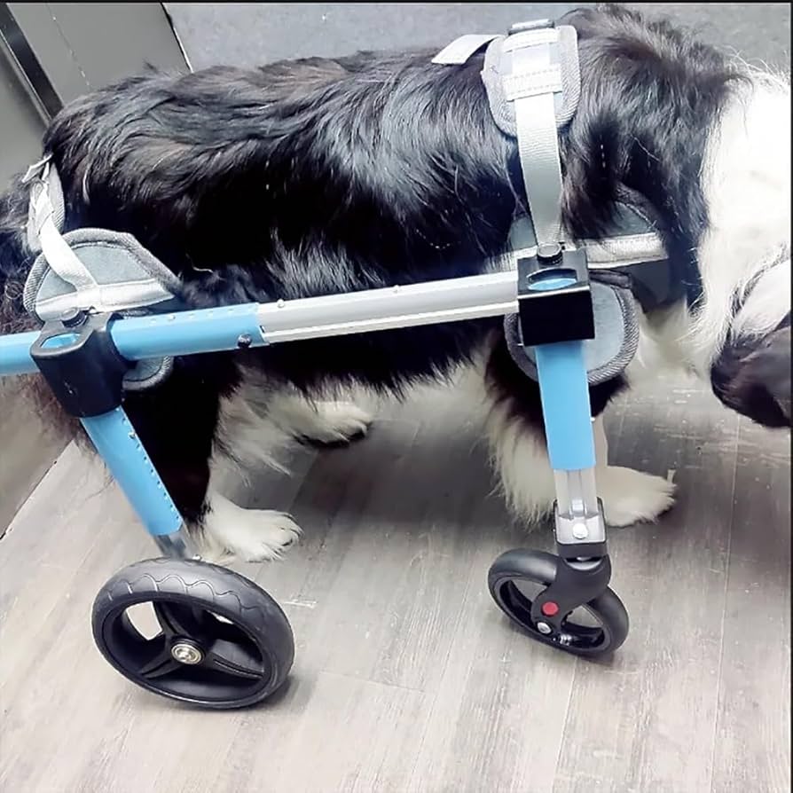 Amazon | 犬 車椅子 の犬用車椅子 4 輪から 2 輪にできます 障害